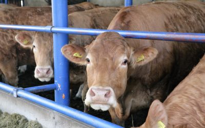 Ekonomia i jakość – wizyta studyjna w gospodarstwie rolno-hodowlanym rodziny Szerfenbergów w Pyszczynku k. Gniezna